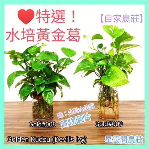 水種植物招財|水種植物風水｜香港水種植物入門！風水擺放位置/換 